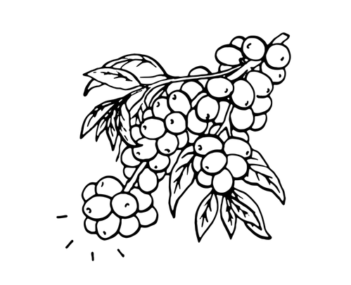 Coffee cherry illustration