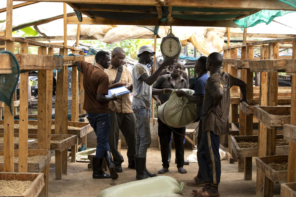 Weighing and recording at the buying station